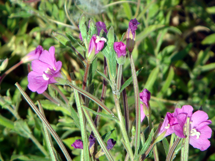 Adelfilla